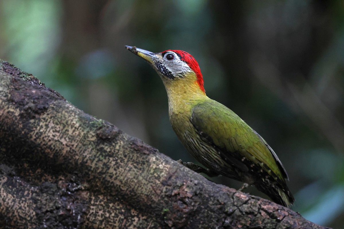 žluna krajkovaná - ML647216474