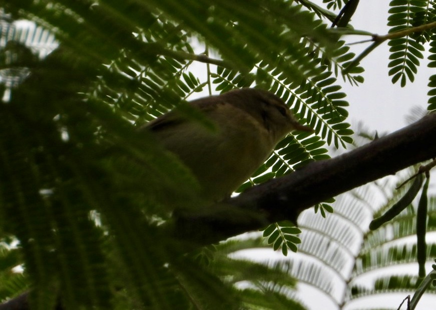 budníček větší - ML647216475