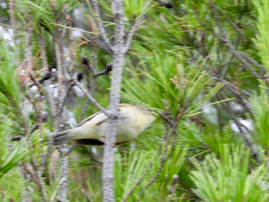 budníček větší - ML647216476