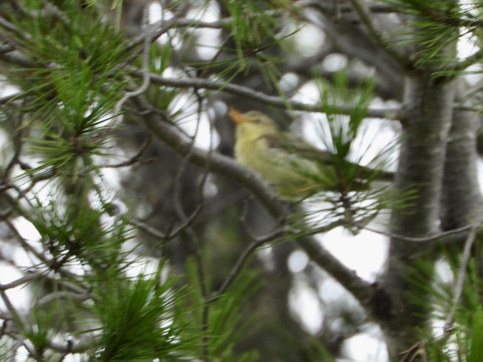 budníček větší - ML647216477