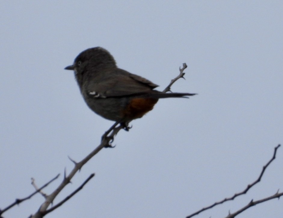 pěnice proužkohrdlá - ML647216479