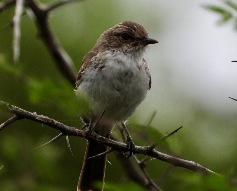 Marico Flycatcher - ML647216482