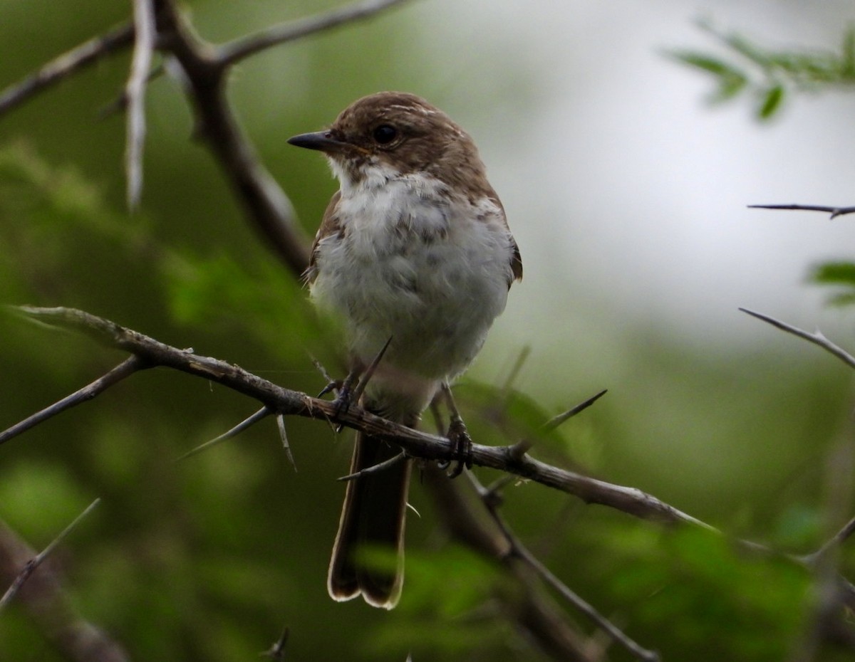 Marico Flycatcher - ML647216484