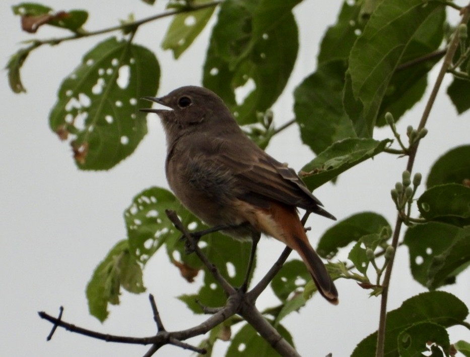 skalníček šedohnědý - ML647216486