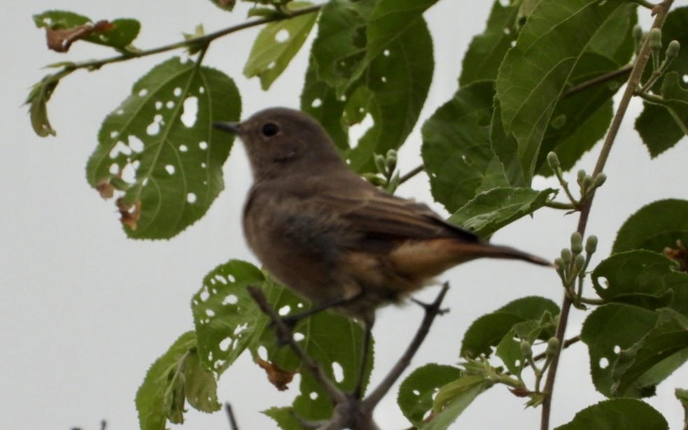 skalníček šedohnědý - ML647216487