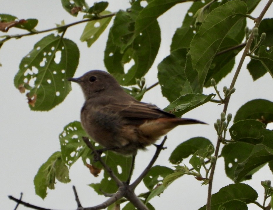 skalníček šedohnědý - ML647216488