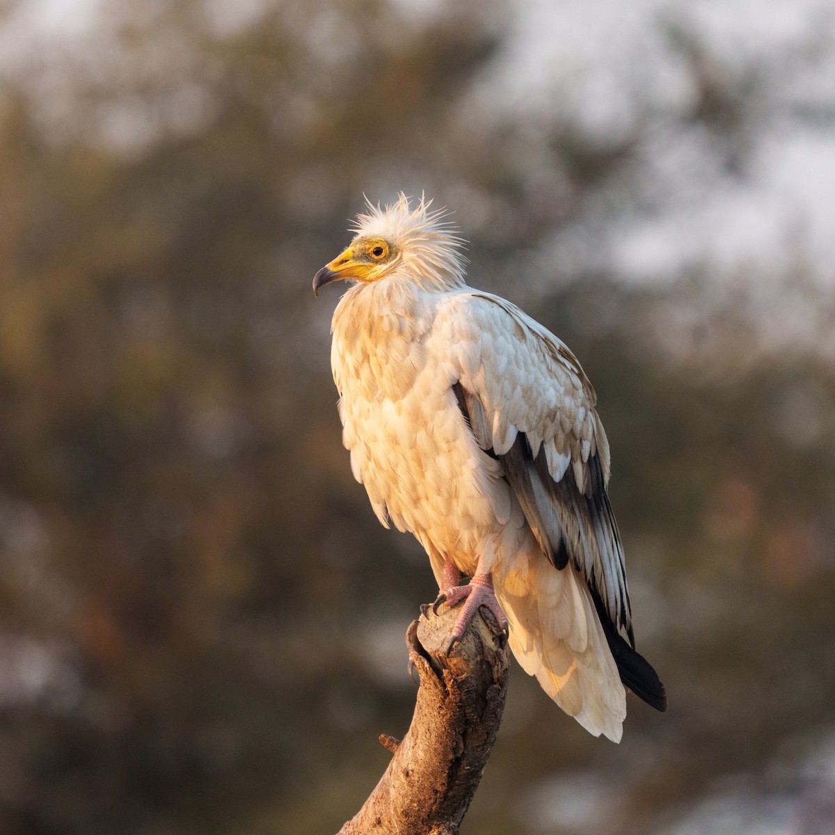 Egyptian Vulture - ML647216489