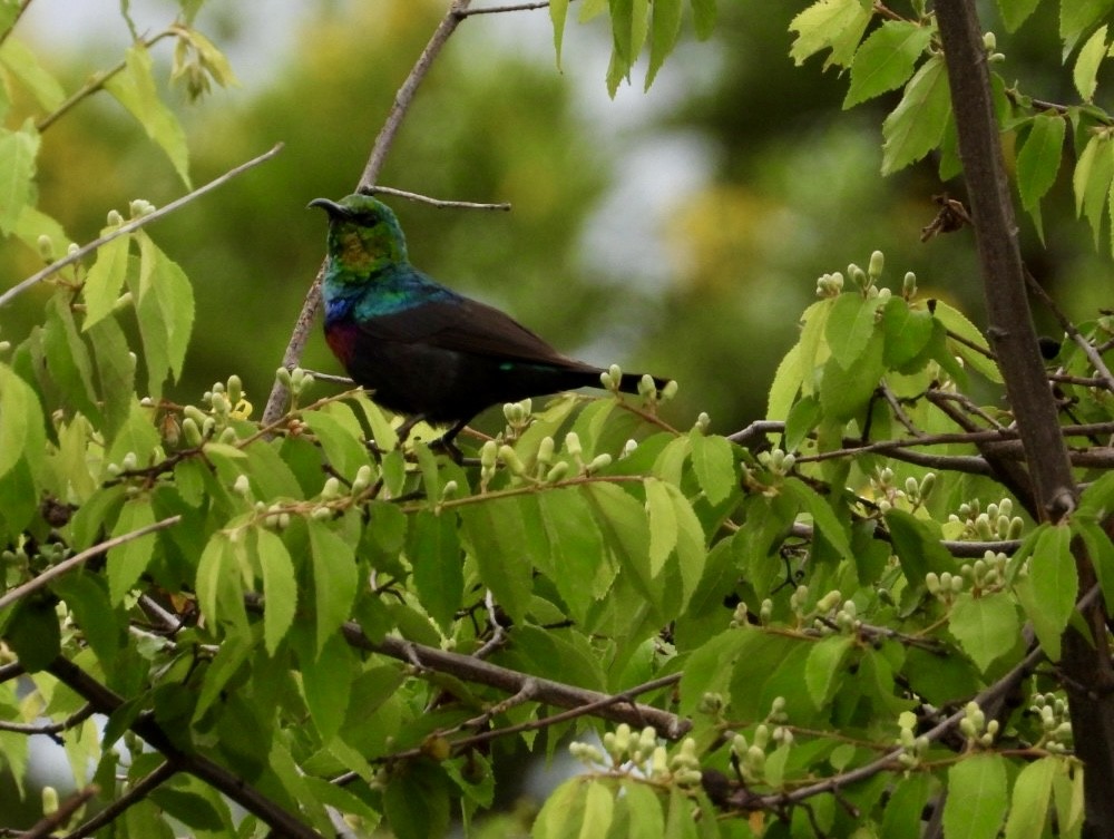 strdimil mariquaský - ML647216490
