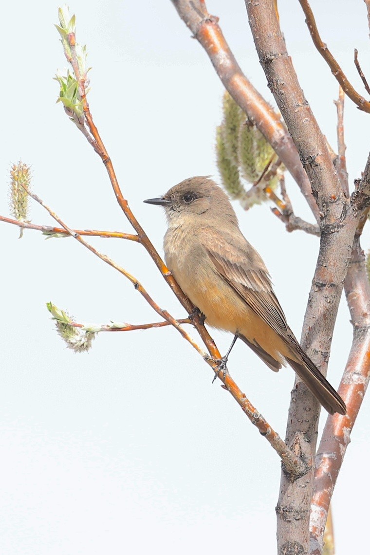 Say's Phoebe - ML647216495