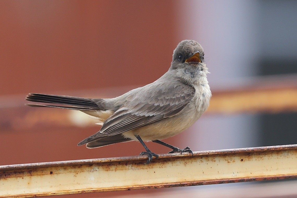 Say's Phoebe - ML647216496