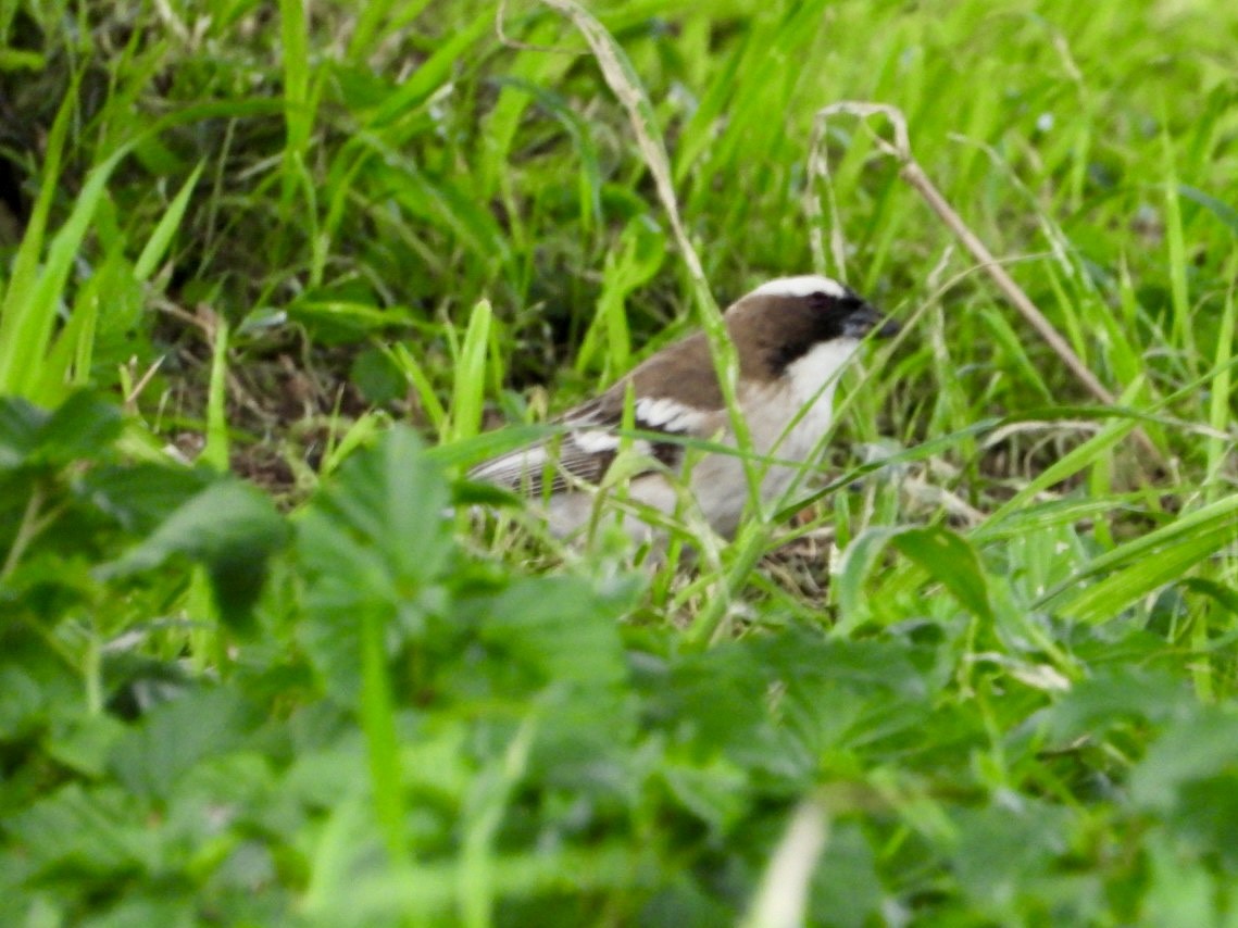White-browed Sparrow-Weaver - ML647216498