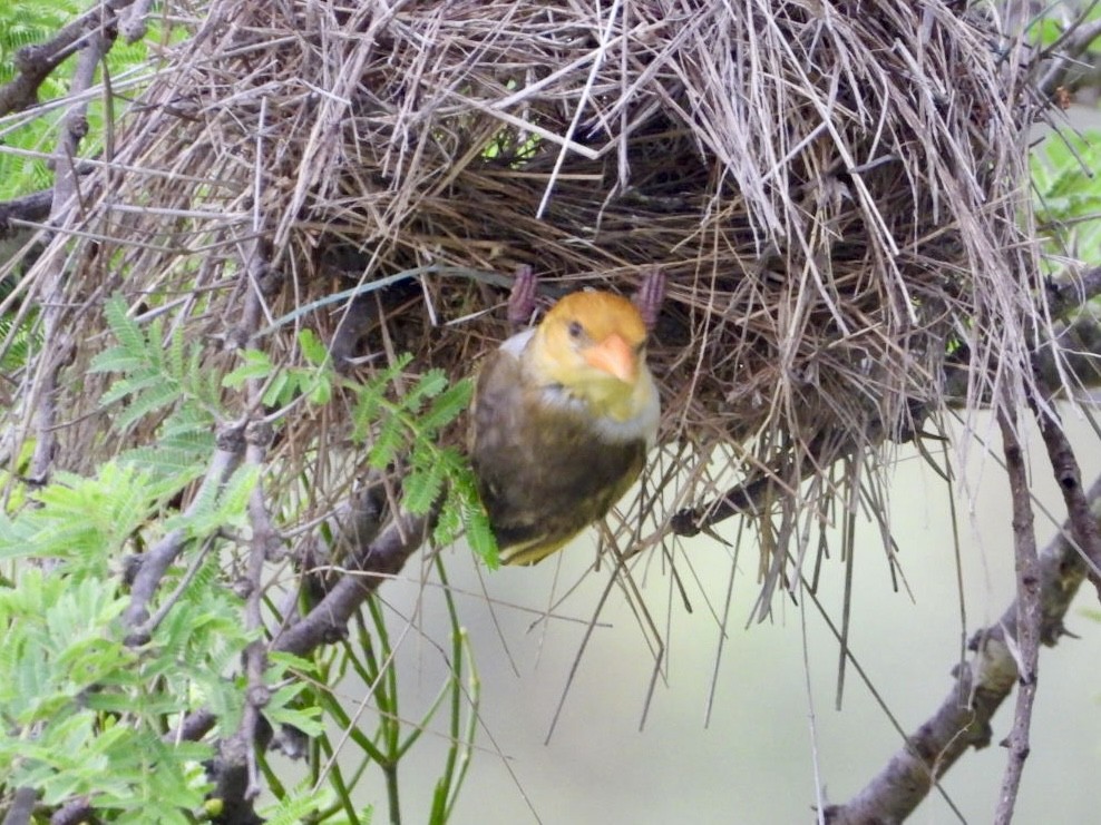 Red-headed Weaver - ML647216502