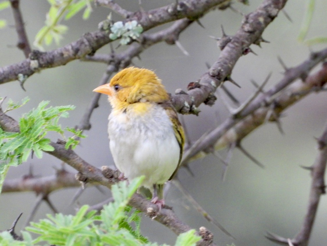 Red-headed Weaver - ML647216503