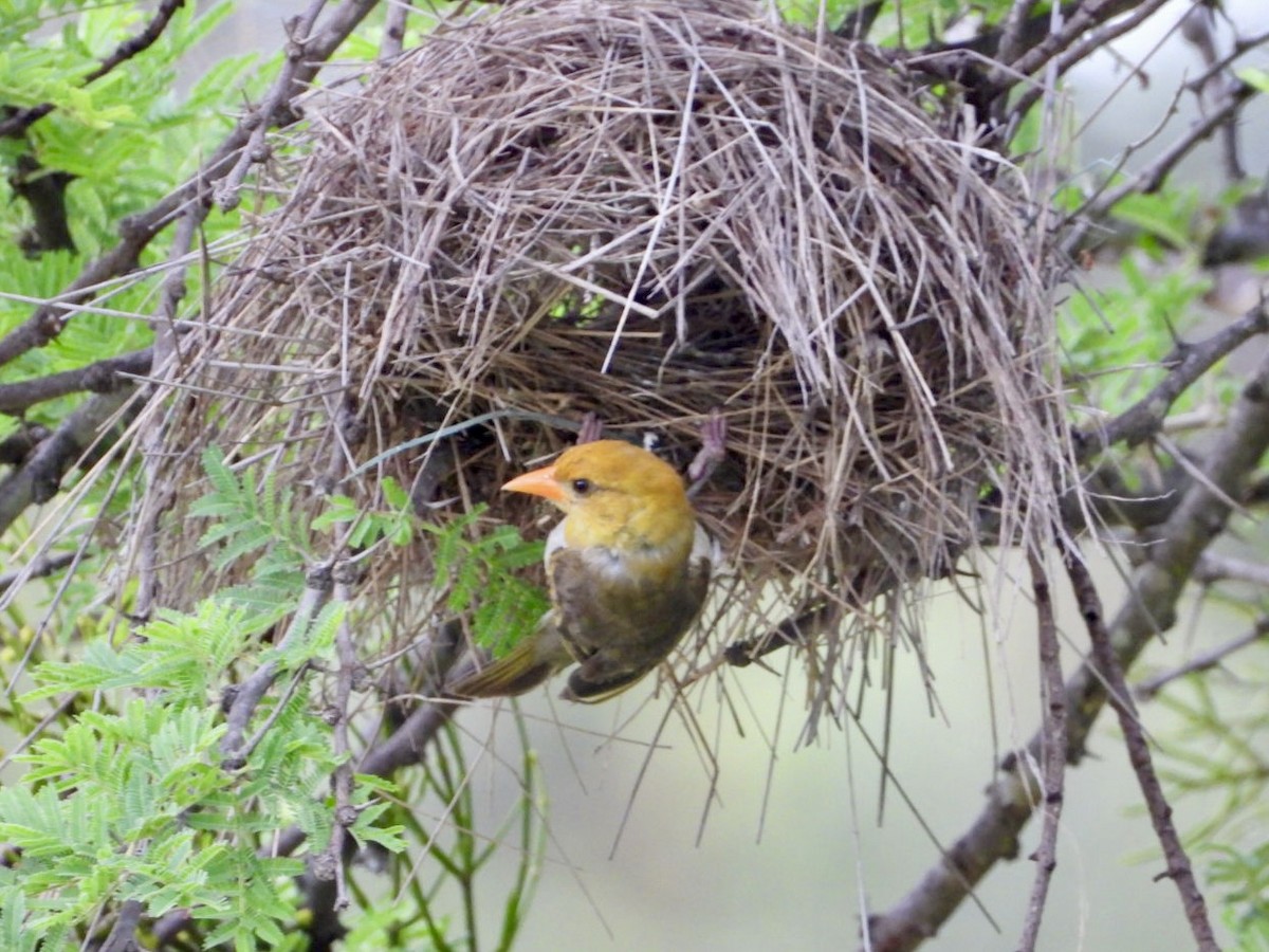 Red-headed Weaver - ML647216504