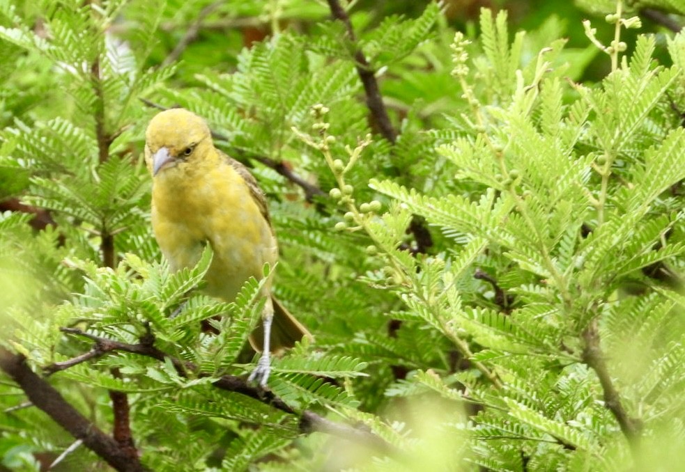 Lesser Masked-Weaver - ML647216508