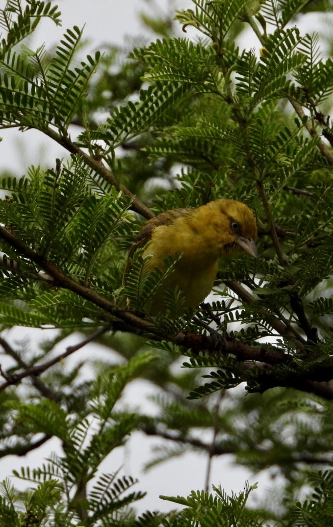 Lesser Masked-Weaver - ML647216509