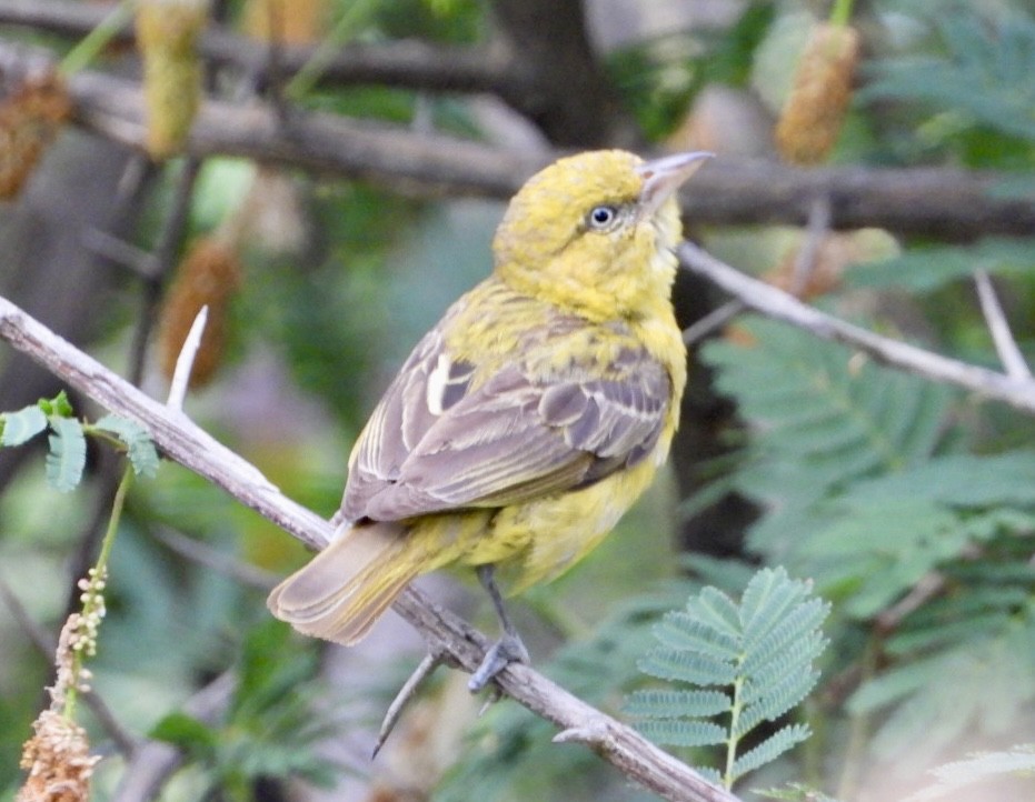 Lesser Masked-Weaver - ML647216510