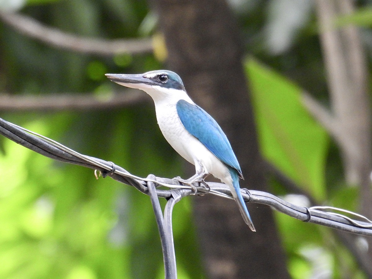 Collared Kingfisher - ML647216511
