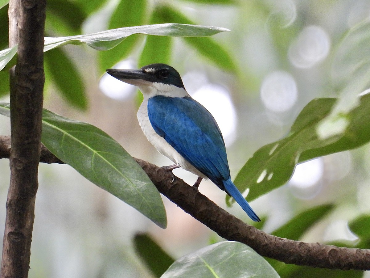 Collared Kingfisher - ML647216512