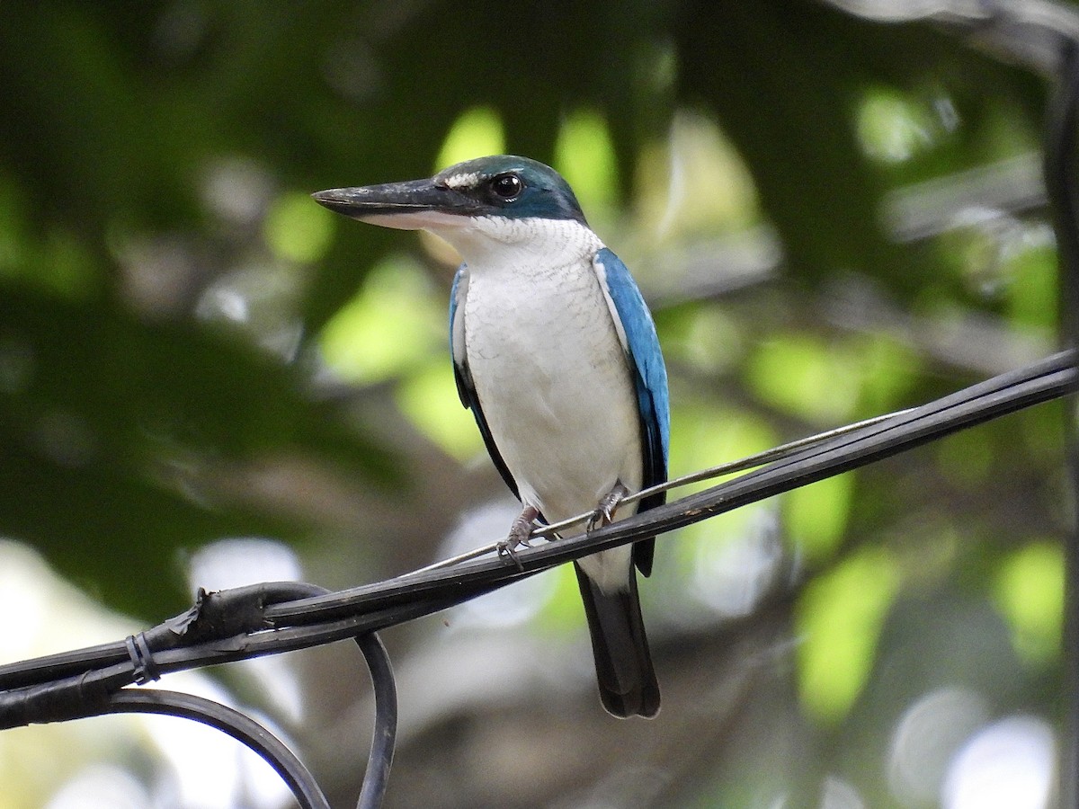 Collared Kingfisher - ML647216513