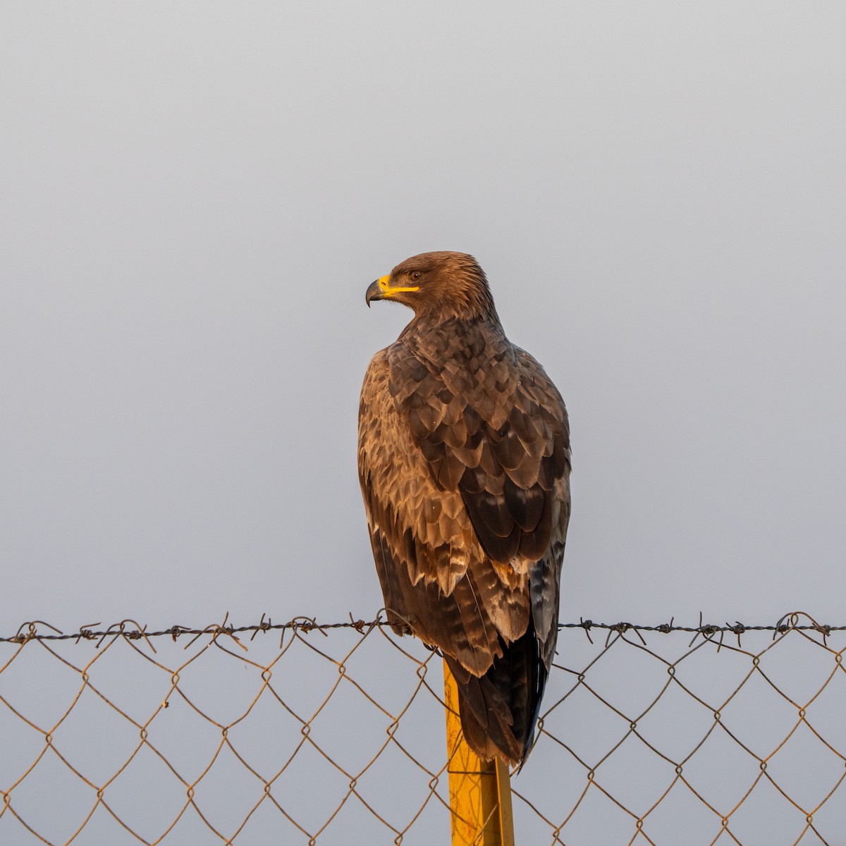 Steppe Eagle - ML647216514