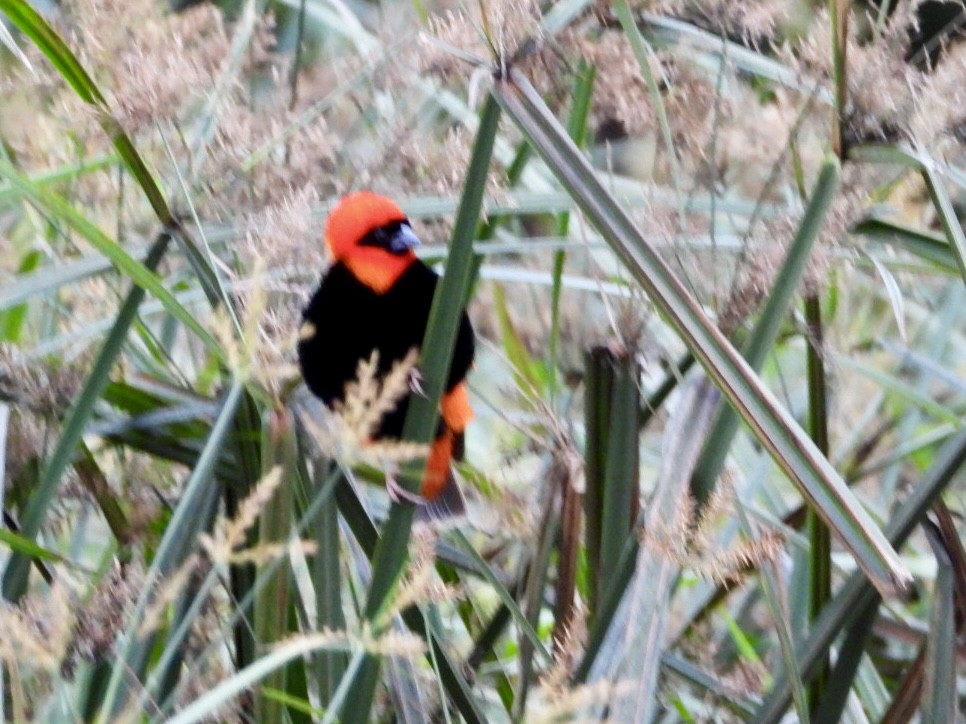 Southern Red Bishop - ML647216515