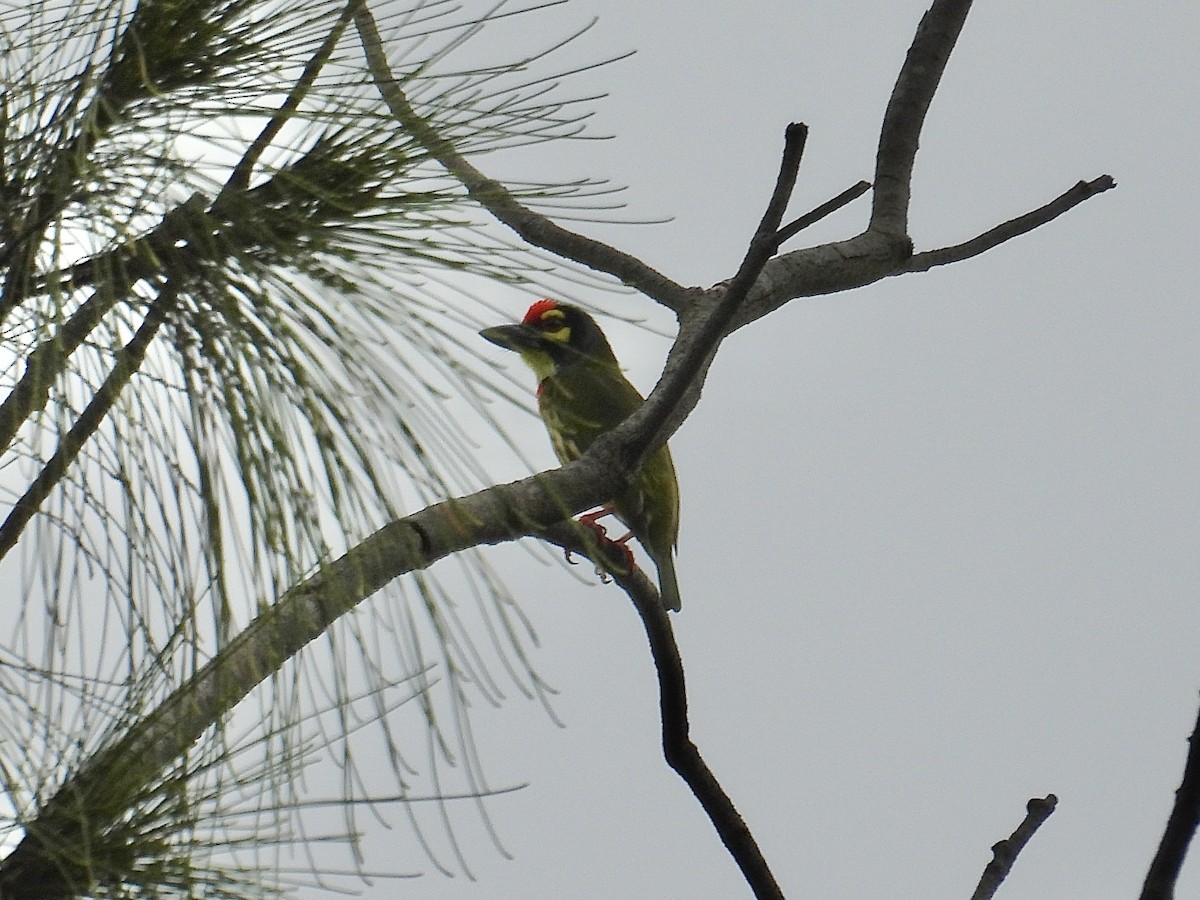 Coppersmith Barbet - ML647216516