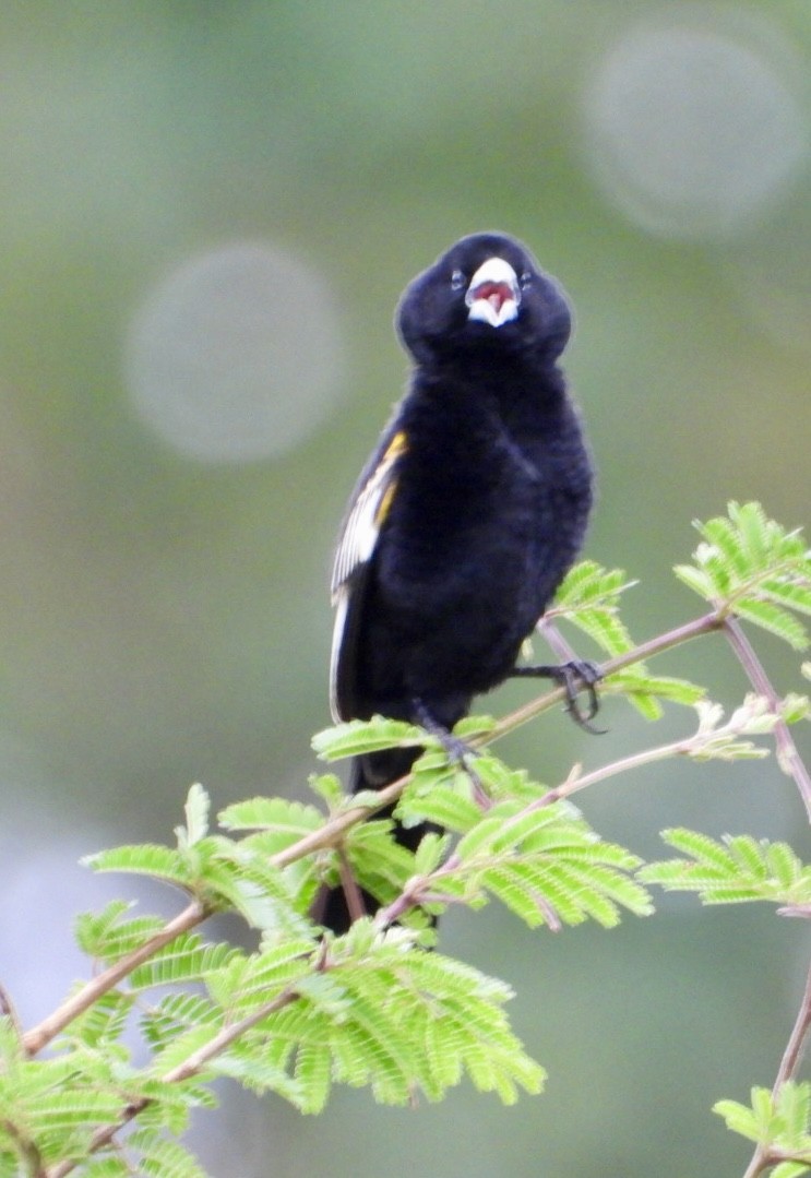 White-winged Widowbird - ML647216517