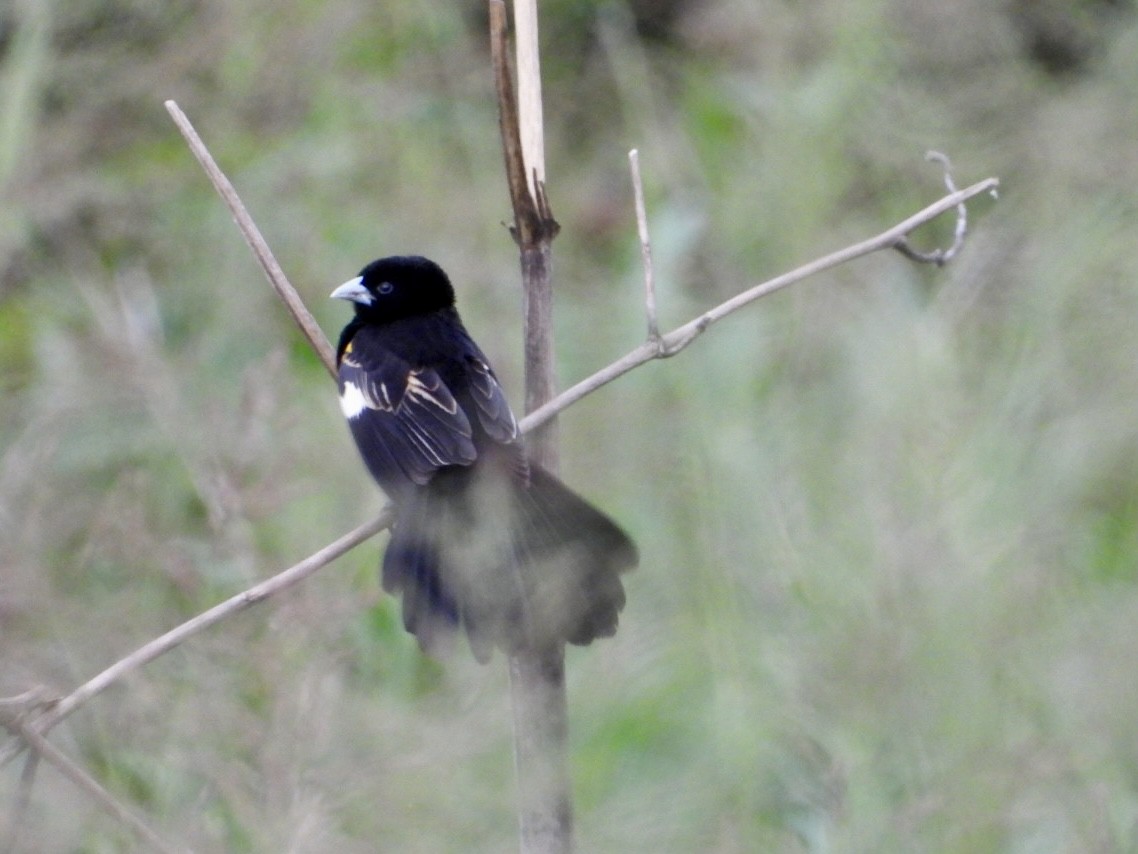 White-winged Widowbird - ML647216518