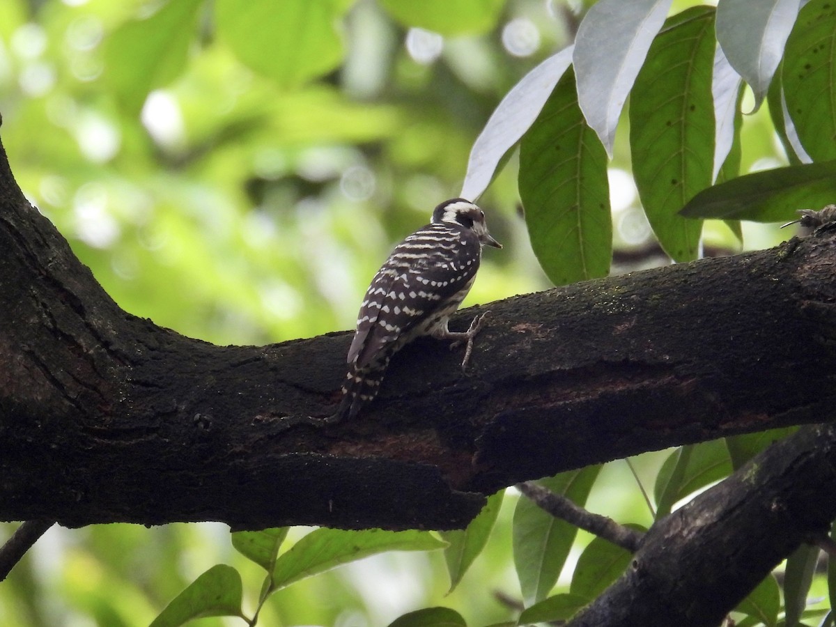 Philippine Pygmy Woodpecker - ML647216519