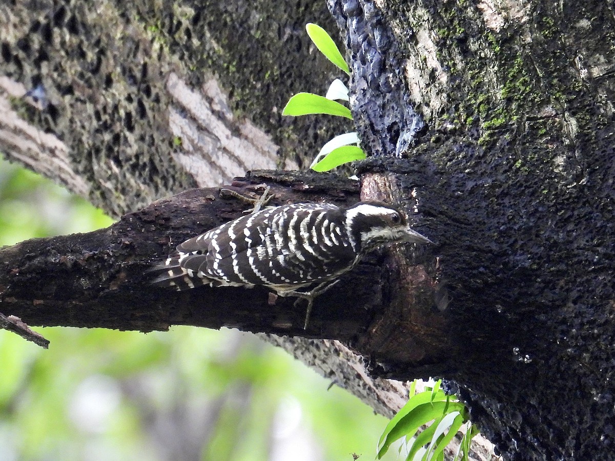 Philippine Pygmy Woodpecker - ML647216520
