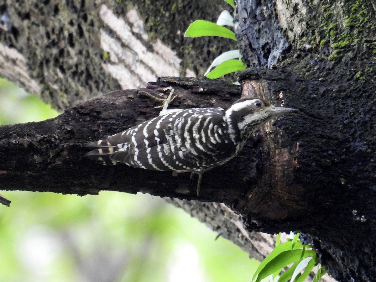 Philippine Pygmy Woodpecker - ML647216521