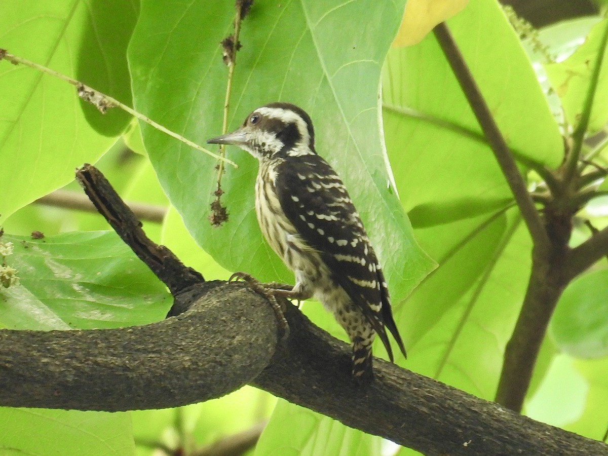 Philippine Pygmy Woodpecker - ML647216522