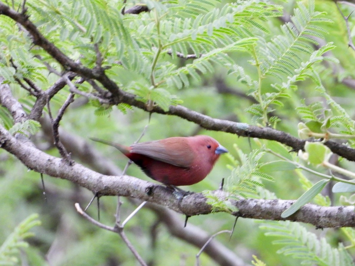 Jameson's Firefinch - ML647216523