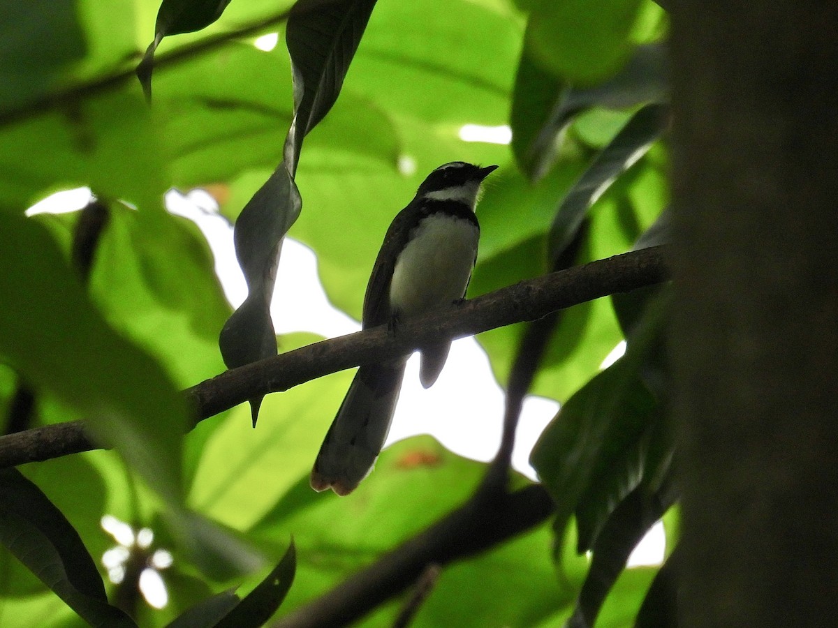 Philippine Pied-Fantail - ML647216526