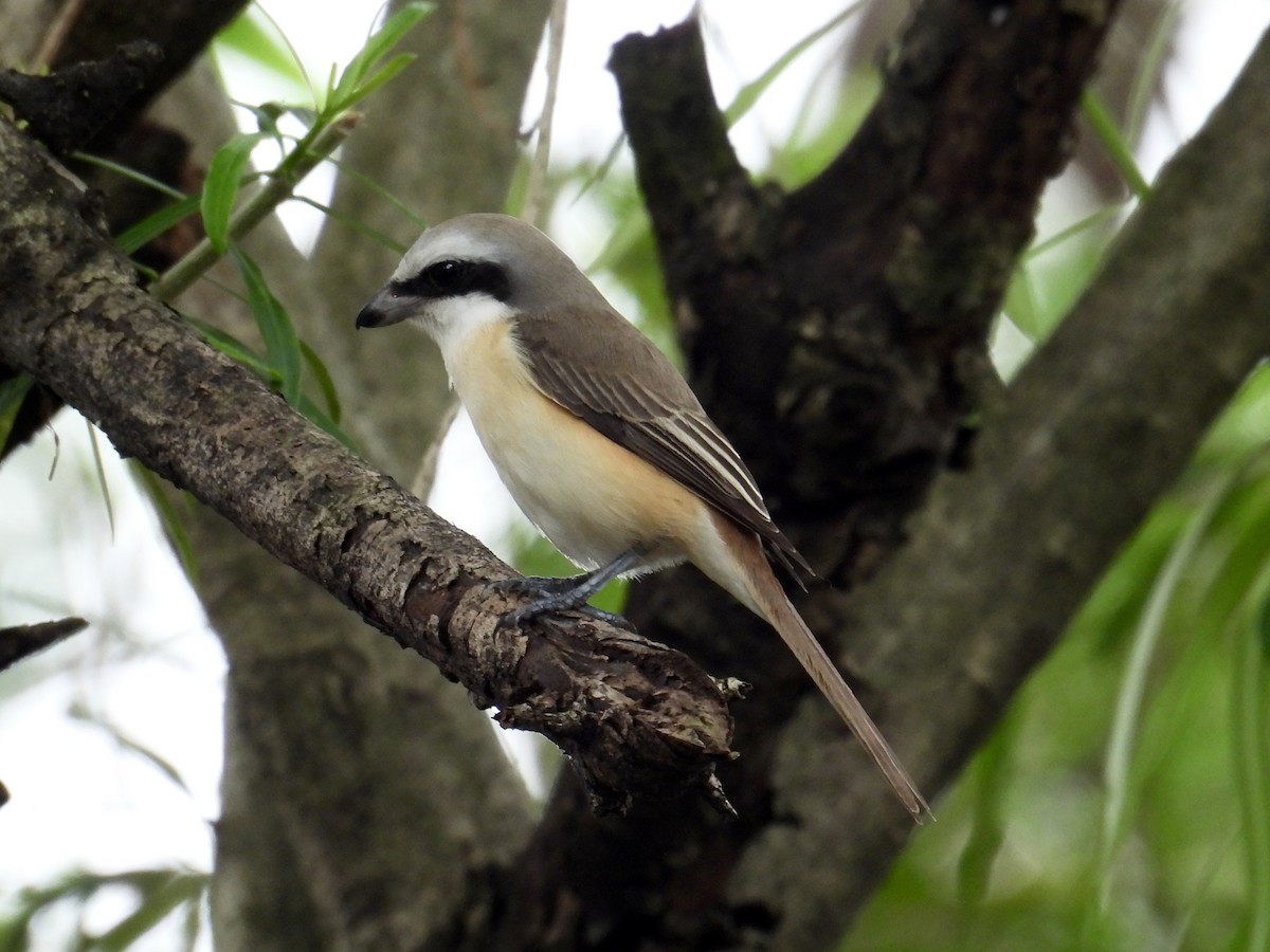Brown Shrike - ML647216528