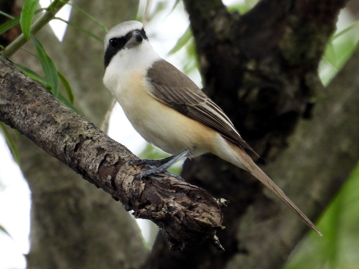 Brown Shrike - ML647216529