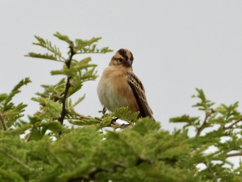 Pin-tailed Whydah - ML647216530
