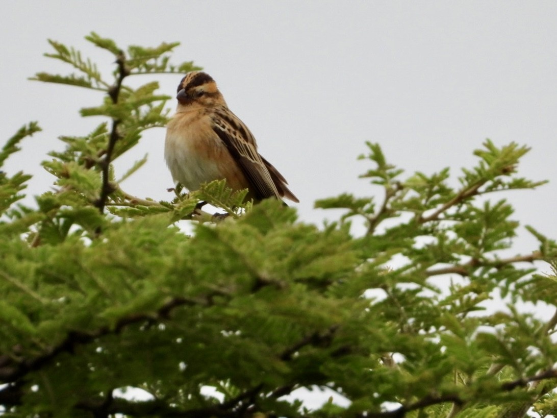 Pin-tailed Whydah - ML647216531