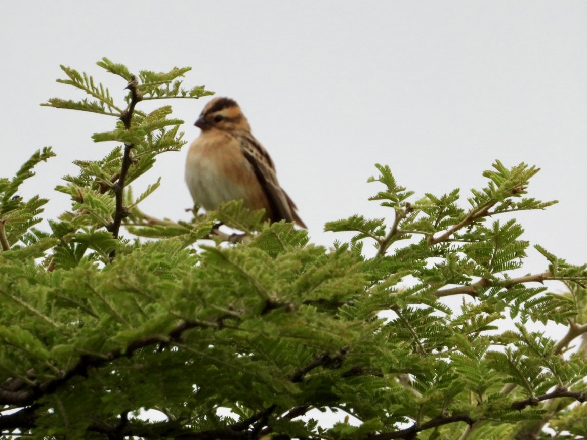 Pin-tailed Whydah - ML647216532