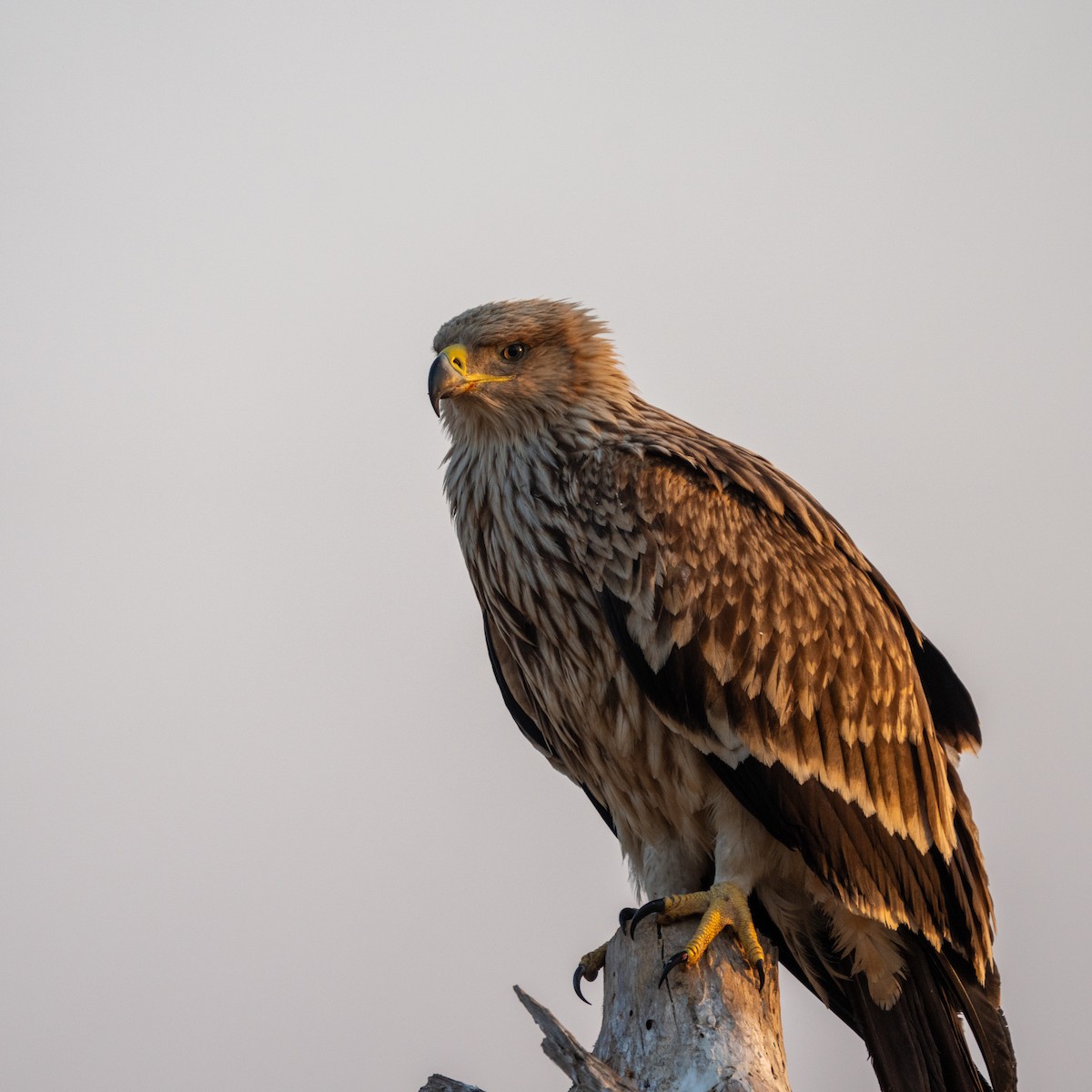 カタシロワシ - ML647216533