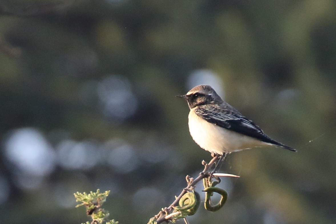 Мяраан чогчиго - ML647216534