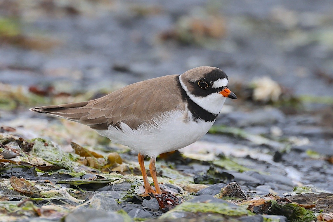 Semipalmated Plover - ML647216535