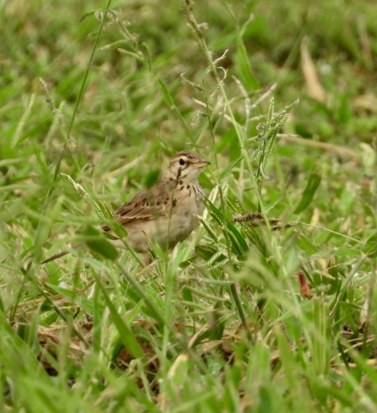 African Pipit - ML647216537