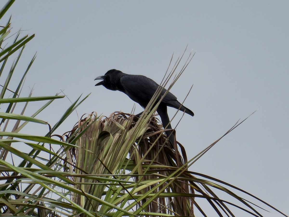 Philippine Jungle Crow - ML647216539