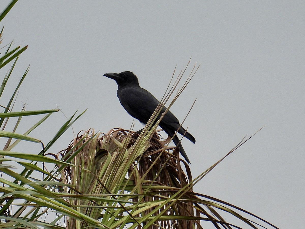 Philippine Jungle Crow - ML647216540