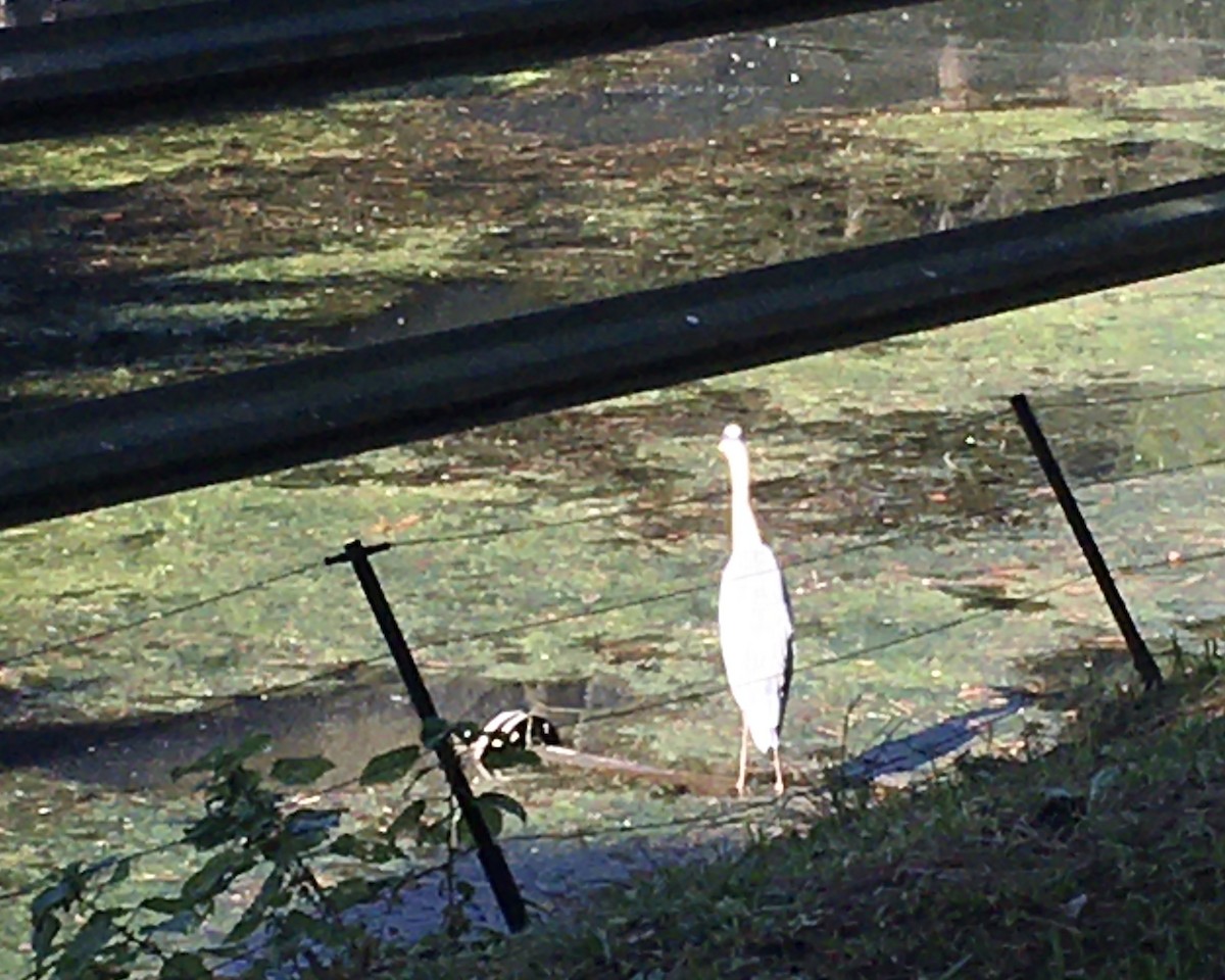 heron sp. - ML647216541