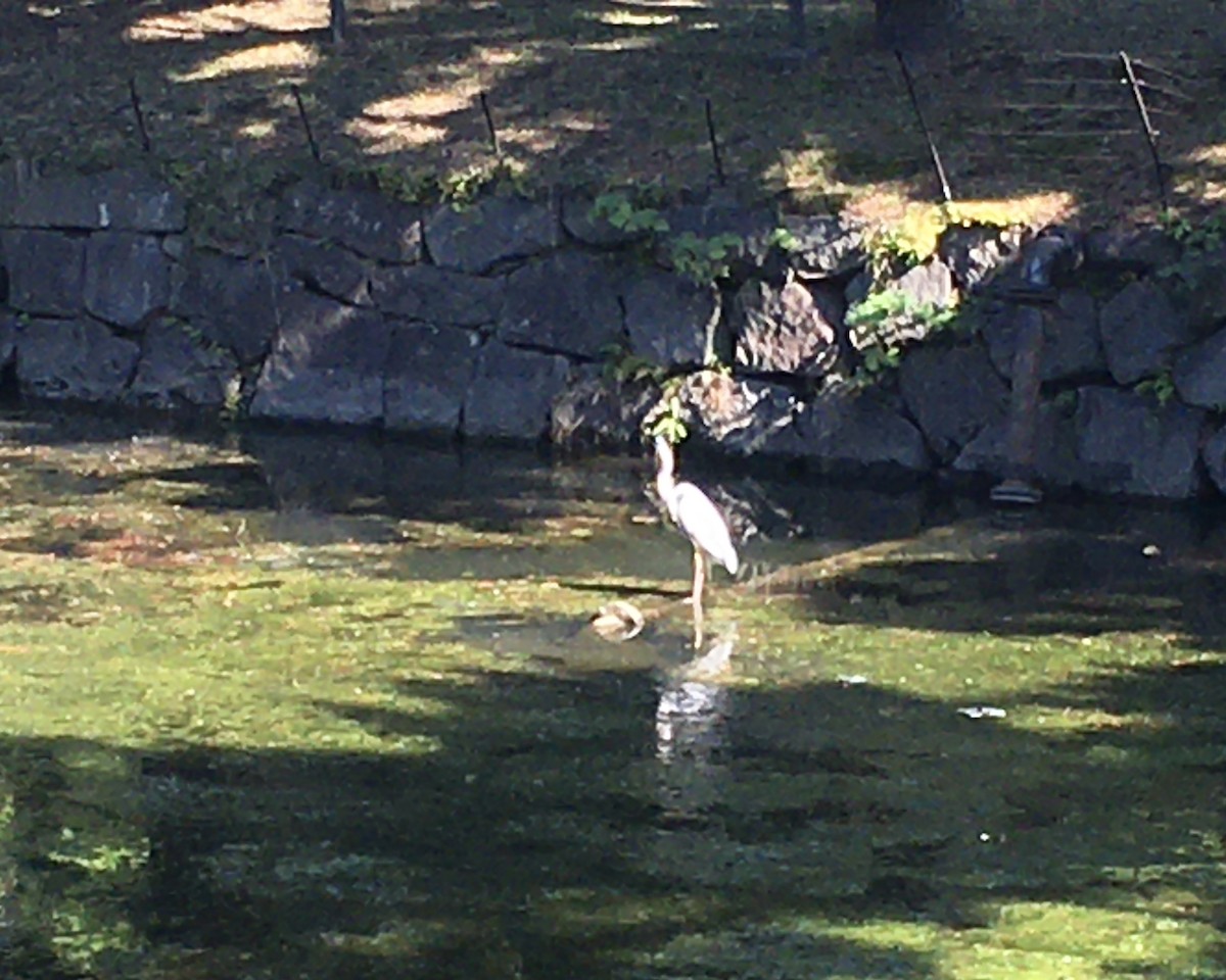 heron sp. - ML647216542