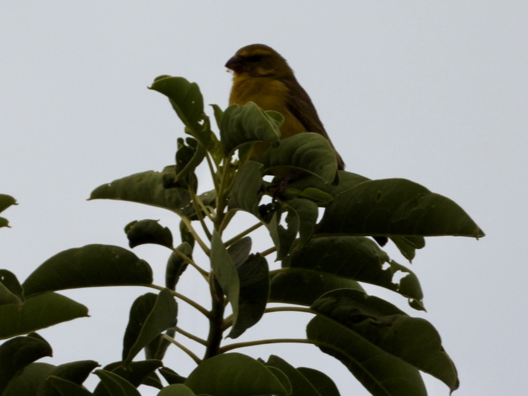 Brimstone Canary - ML647216543