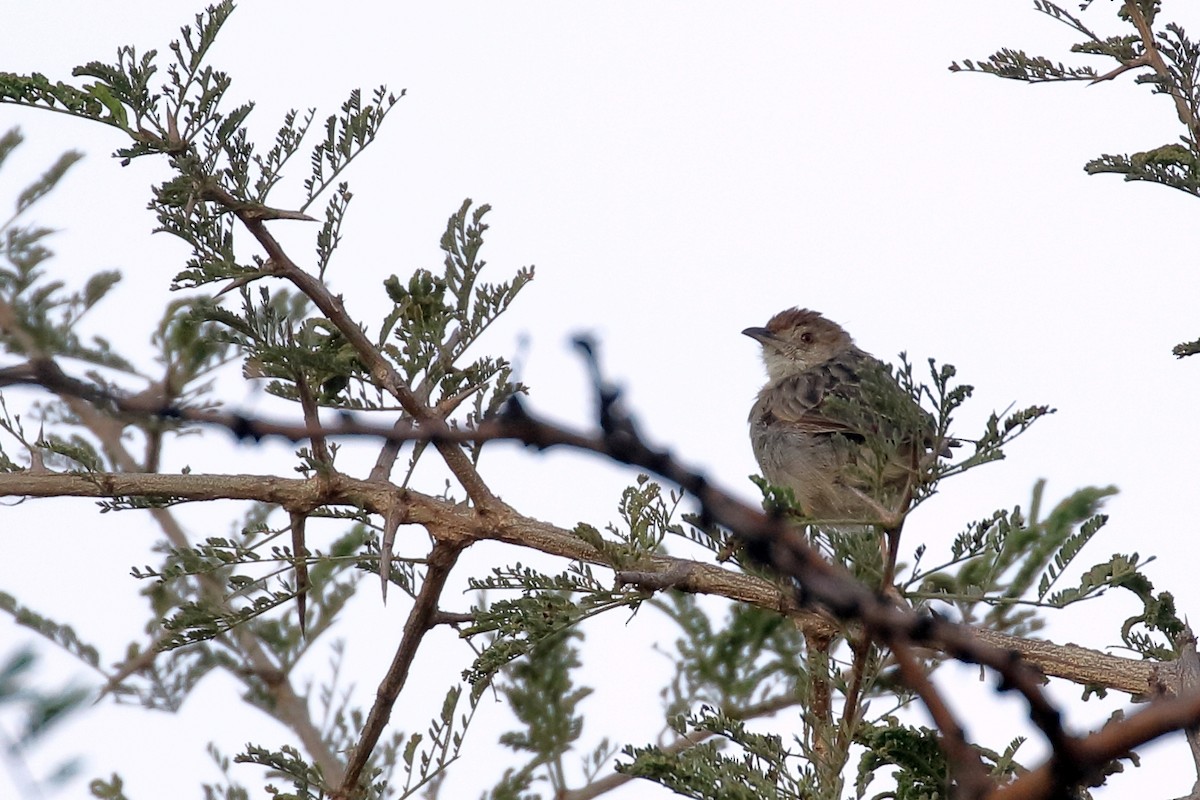 Rotscheitel-Zistensänger - ML647216544